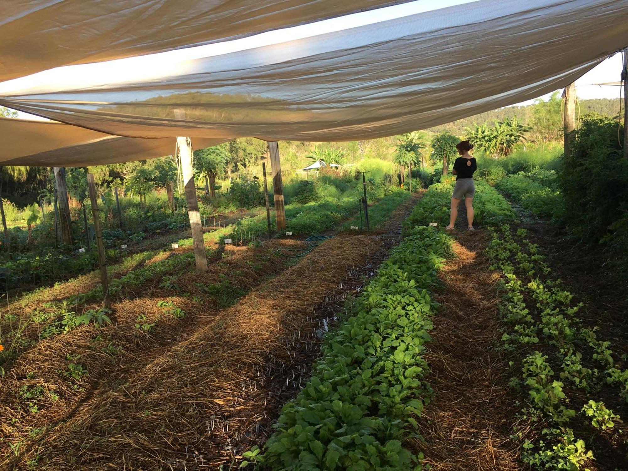 High Valley Dawn Permaculture Farm